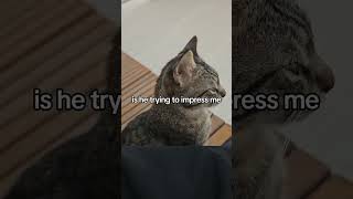 he's very chill today. way less adhd #cat #kitty #kitten #funnycats @bigboodayy