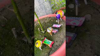 Birthday Chocolate Candy Surprise Box 🍫 Oddly Satisfying ASMR Reveal #shorts #satisfying #lollipop