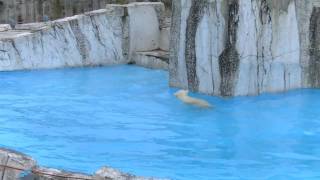 Polar Bear Cub dive in the pool, Sapporo Maruyama Zoo