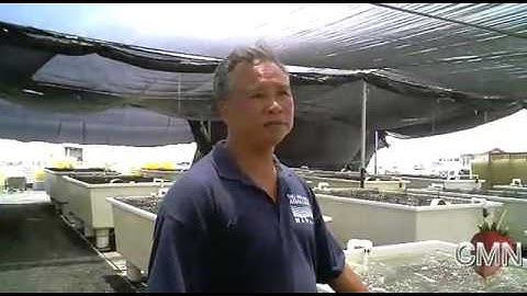 Quick Bites Hawaii: Big Island Abalone Farm