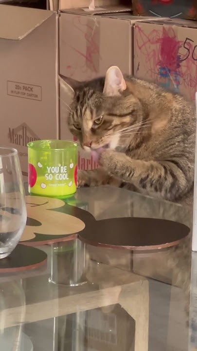 funny-cat-drinking-milk-youtube