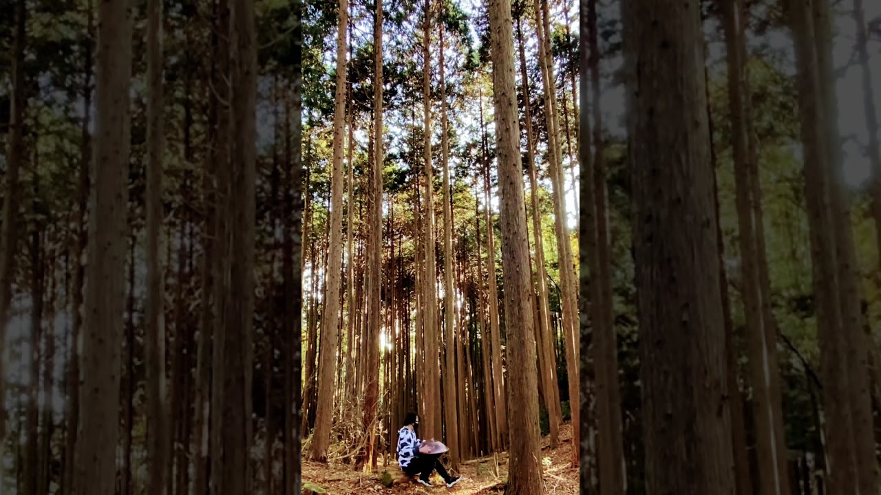 森のハンドパン🌲🌲🌲🌲🛸🐄🌲🌲🌲🌲