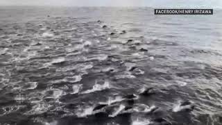 200 dolphins spotted from B.C. ferry
