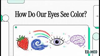 How Do Our Eyes See Color Rods Cones and Light Explained