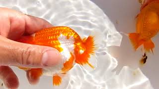 DSCF2894