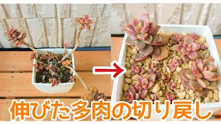 茎が伸びた多肉の切り戻し