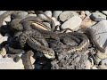 Змеи. Скопище извивающихся гадов. Snakes. A bunch of squirming reptiles