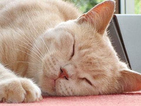 New British Shorthair Kitten Comes Home Funnycattv