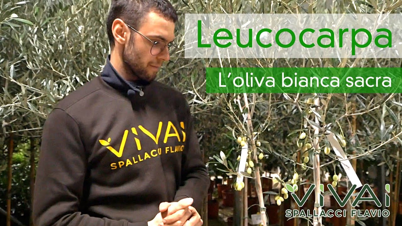 LEUCOCARPA: l'oliva bianca e sacra