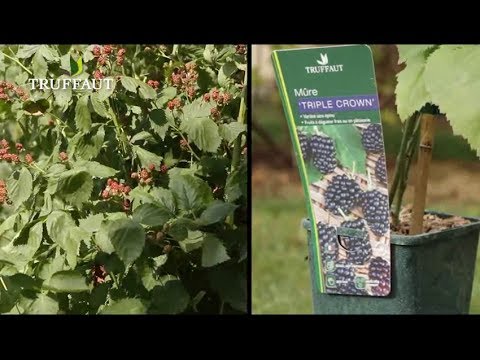 Vidéo: Mûres de jardin - planter et entretenir des arbustes