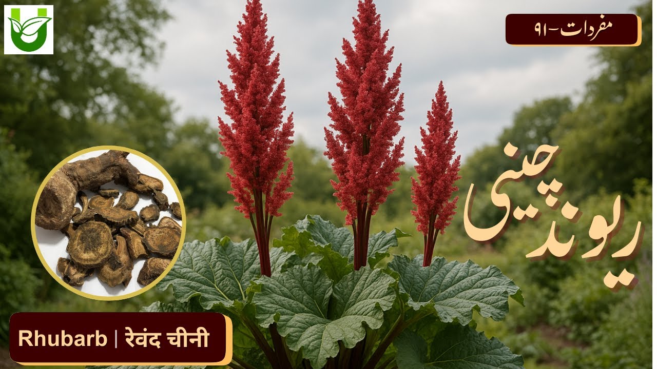 REWAND CHINI | Rhubarb | ریوند چینی