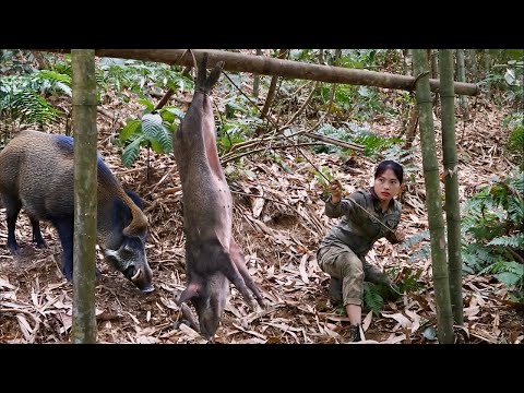 wild boar and wild chicken trapping skills, linh tân building