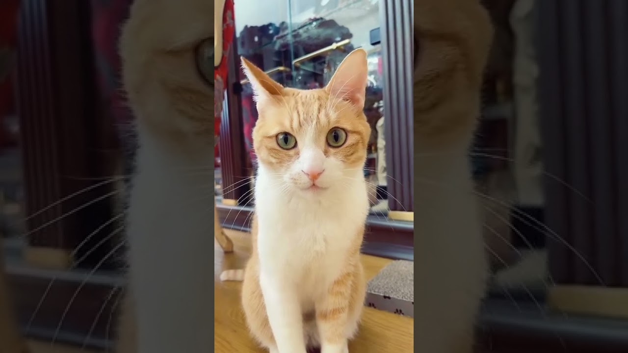 猫 かわいい猫 茶トラ猫 動物 犬 猫 他色々 まとめ動画