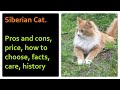 Siberian Cat. Pros and Cons, Price, How to choose, Facts, Care, History
