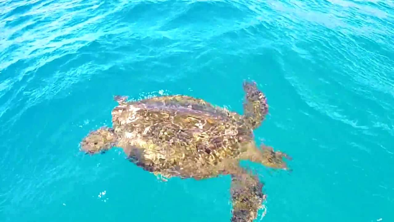 Sea Turtles in Hawaii - YouTube
