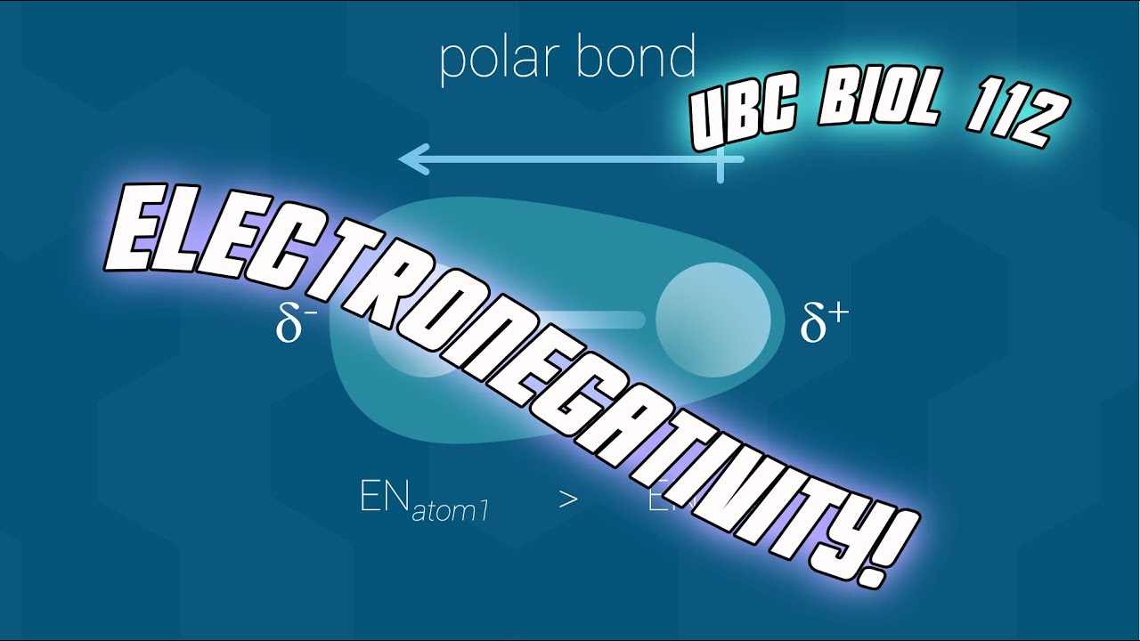 Chemistry for Biology Electronegativity Biol 112 at UBC YouTube