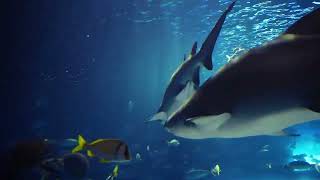 The Best 4K Aquarium for Relaxation 🐠 Relaxing Oceanscapes   Sleep Meditation 4K UHD Screensaver