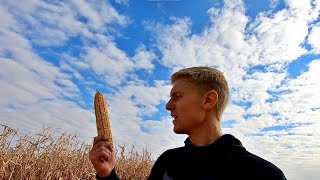 How Organic Corn Works!