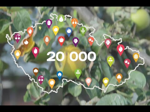 Video: Chlebovník - Ovoce, Aplikace, Složení