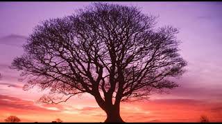 Yusuf Hayaloğlu; Can Dostum & Sibel Güzel