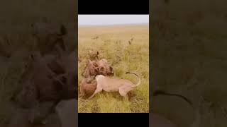 Will Someone Help a Lonely Lioness Against a Hundred Hyenas? Yes.