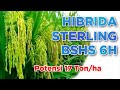 Padi Hibrida Sterling BSHS-6H