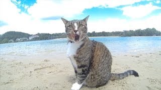 HAPPY DOGS \& CAT in AUSTRALIA - Pharrell Williams \\