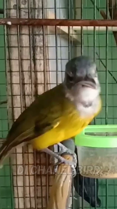 Burung samyong gacor banget #shorts #samyongjuara #anakansamyong