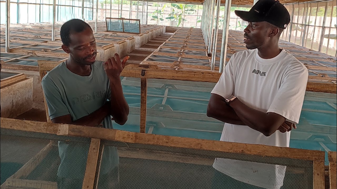 AMo vs AMs: Which Snail Should You Farm for Profit in Nigeria?