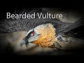 Bearded Vulture - Spain.  Also known as the Lammergeier.
