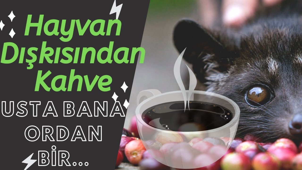 Hayvan Dışkısından Kahve Usta Bana Ordan Bir YouTube