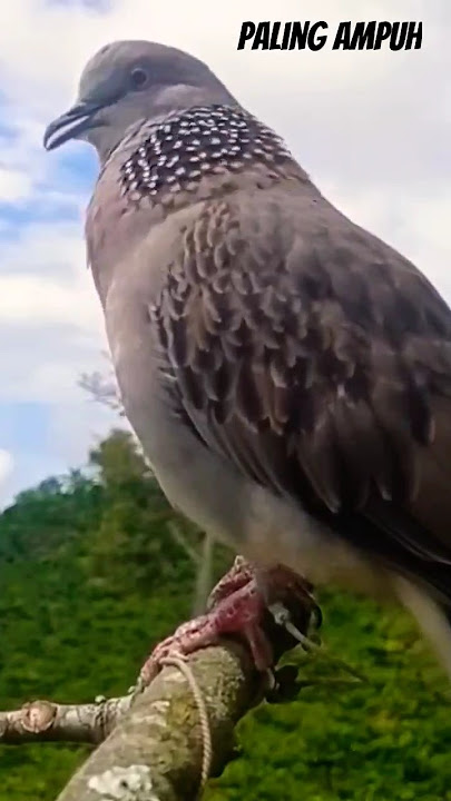Suara Burung Tekukur Gacor Paling Merdu #tekukurpetualang