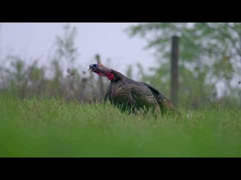 Turkey Hunting Highlights