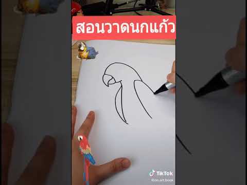 สอนวาดนกแก้วง่ายๆนะคะ