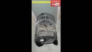 Murai Batu Ohara Om Prio AK 47 SF