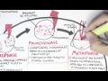 Cell Cycle (Mitosis)