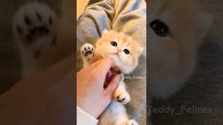 Today’s Softness Comes from This Kitten🧸😻💕 #cat #cute #cats #kitten