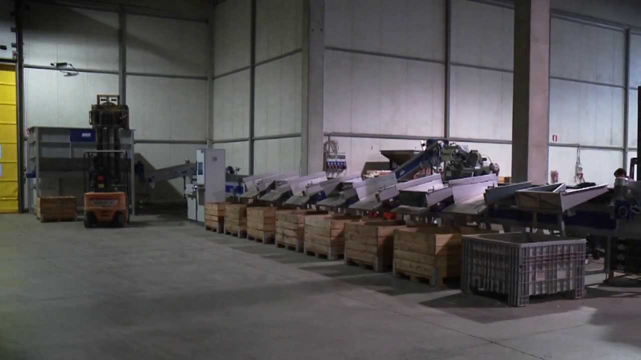 Processing and sorting line for Onions - UNITEC - YouTube