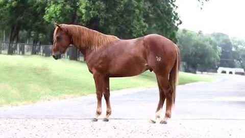 2 yo stallion by High Brow Cat x Wood I Never
