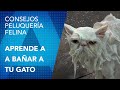 Como Bañar a tu Gato Correctamente. Fácil y seguro.