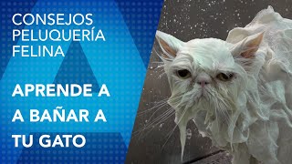 Como Bañar a tu Gato Correctamente. Fácil y seguro.