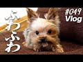 【Vlog】シャンプーからのご褒美【ヨークシャテリア犬】