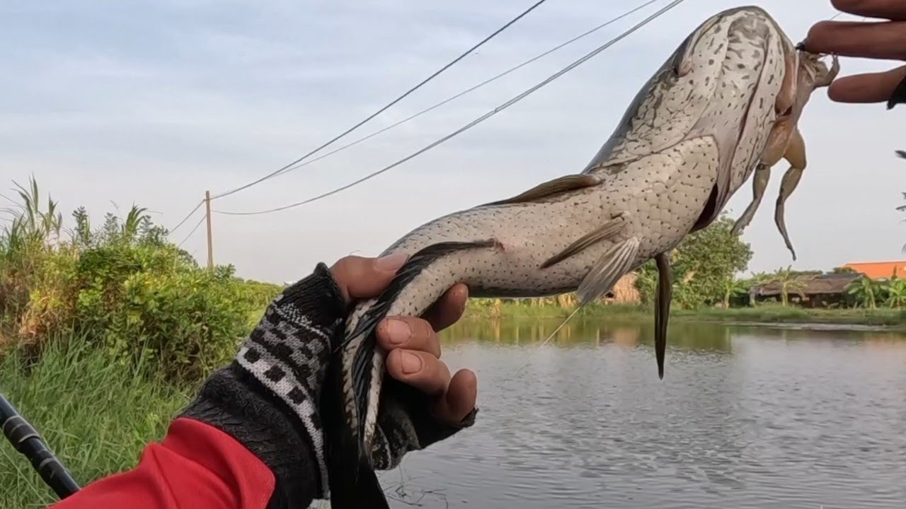 Câu Ngầm - Đầu Mùa Cá Ăn Mạnh 