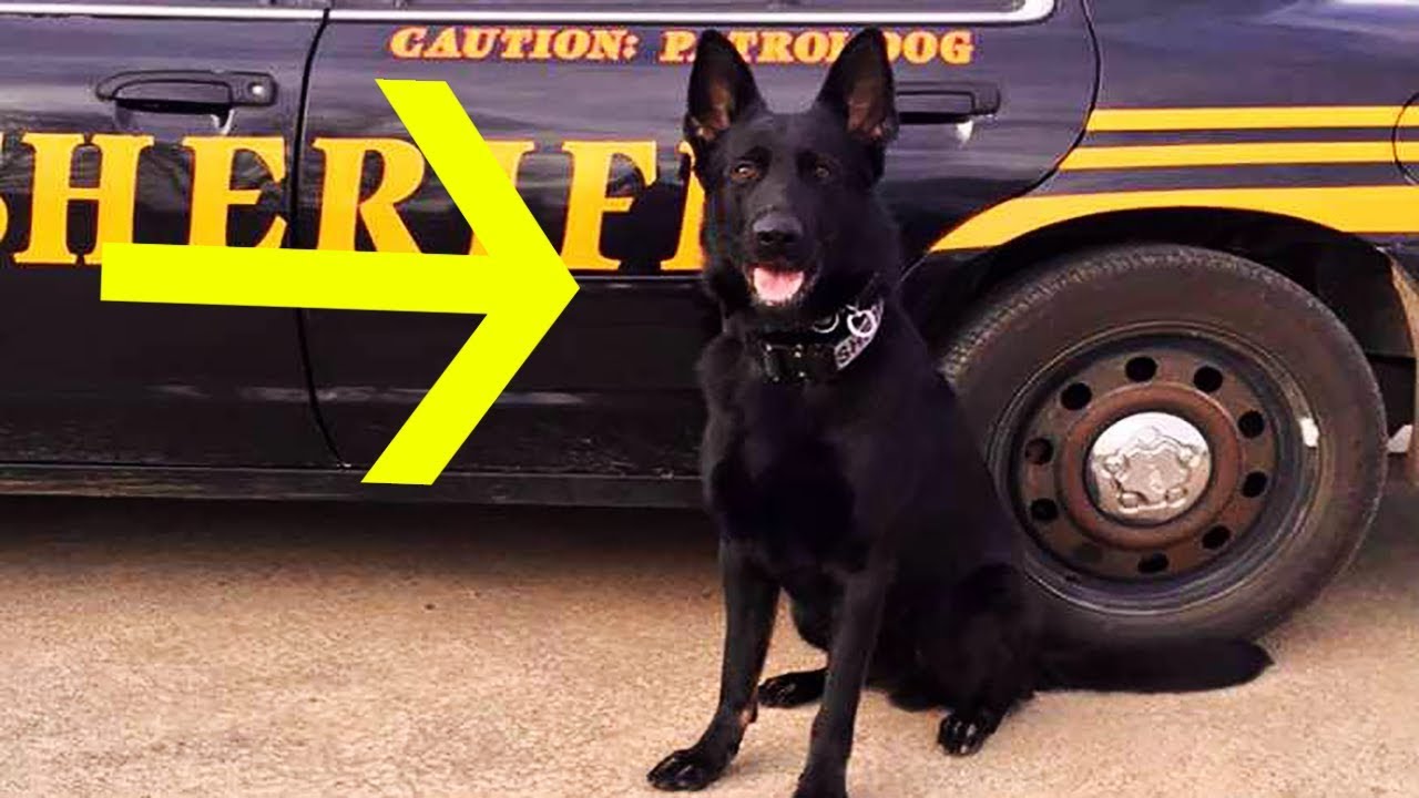 law of supply and demand Proposed Law In Ohio Would Mean Mandatory Jail Time For Killing A Police Animal