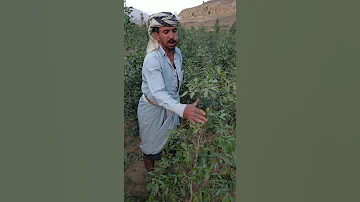 مكافحة ذبول أو تعفن الجذور على القات في اليمن الناقز النقاز م عمرو العواضي 770275567 