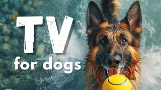 TV for Dogs: Dogs Playing With Balls- Vibrant Dog Images, Dog TV by Wellness for Pets 80 views 11 days ago 2 minutes, 51 seconds