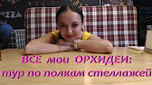 Орхидеи,узамба́рские фиалки,Самара🌺