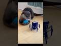 カワウソにスパイダーロボットが接近・・！