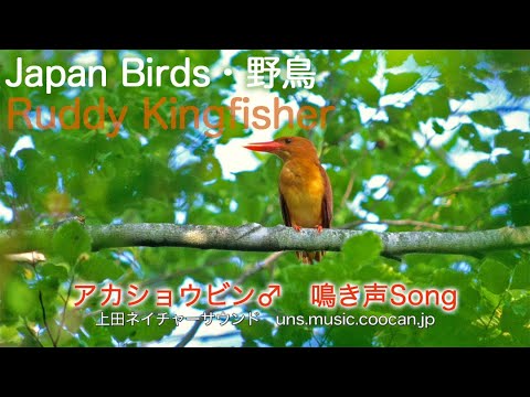 アカショウビン♂ 鳴き声Song / Ruddy Kingfisher - YouTube