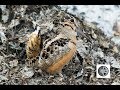 American Woodcock courtship displays